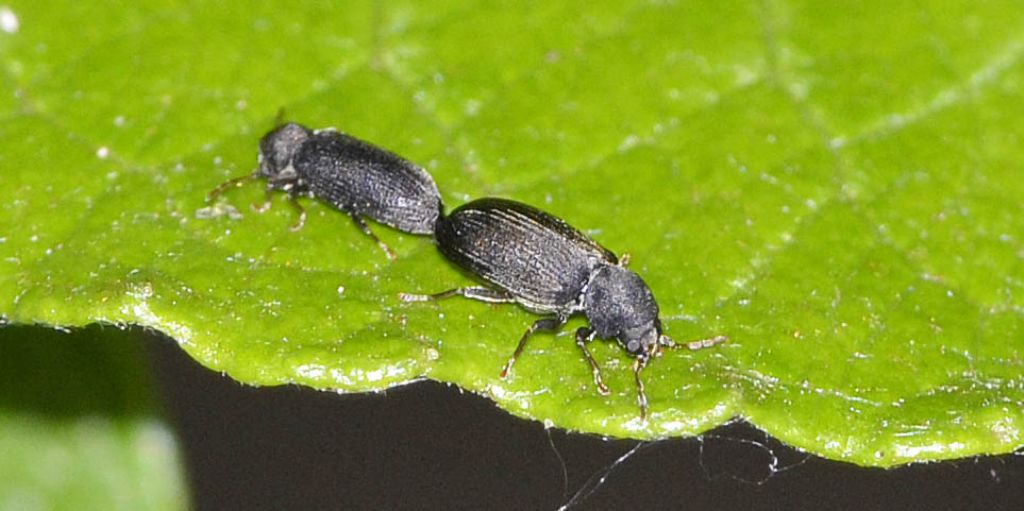 Anobium sp. - Anobiidae